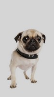 descargar wallpaper de animales
